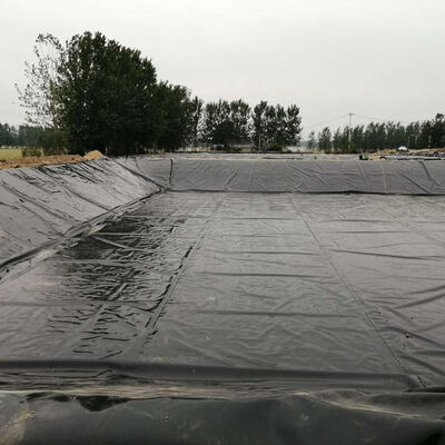 Rivestimento in geomembrana nera in HDPE per gamberetti d'acqua salata e stagni per pesci